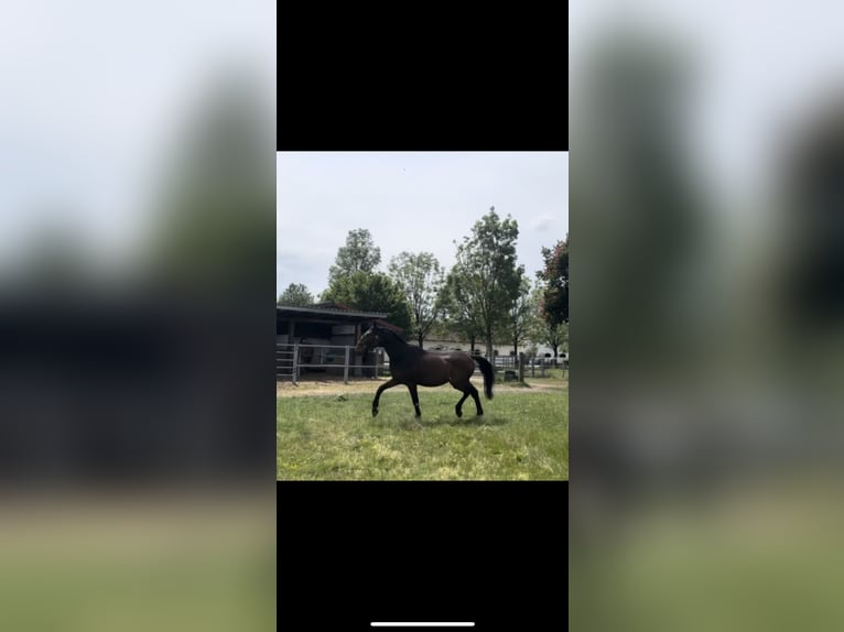 Deutsches Sportpferd Wallach 3 Jahre 170 cm Brauner in Karlsfeld