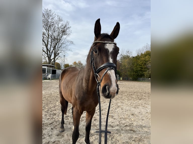 Deutsches Sportpferd Wallach 3 Jahre 170 cm Brauner in Chemnitz
