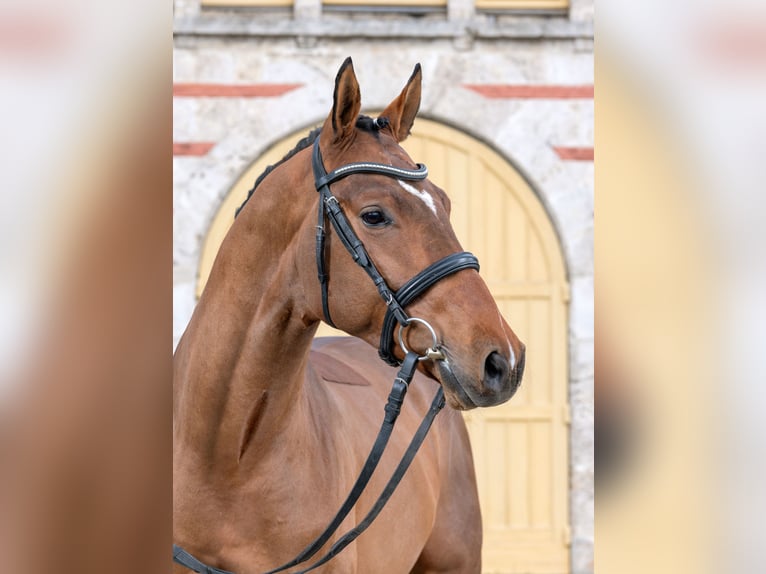 Deutsches Sportpferd Wallach 3 Jahre 170 cm Brauner in Gomadingen