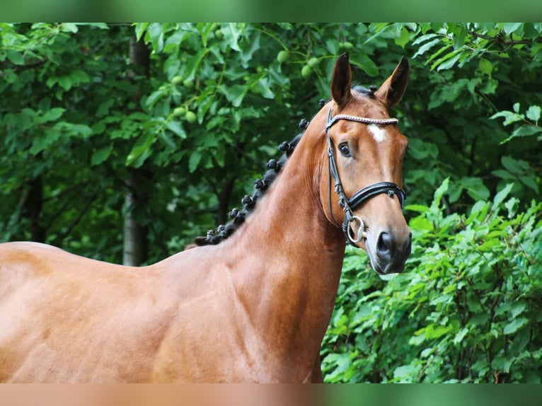 Deutsches Sportpferd Wallach 3 Jahre 170 cm Brauner in Darmstadt