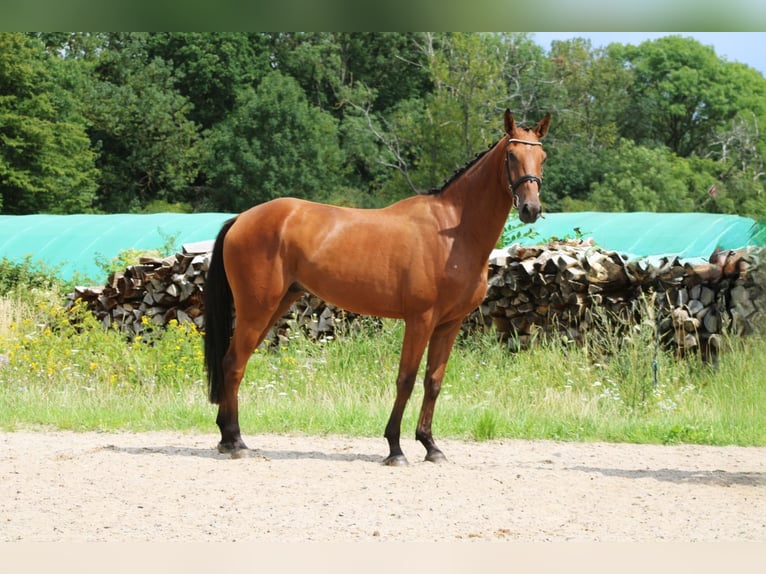 Deutsches Sportpferd Wallach 3 Jahre 170 cm Brauner in Ro&#xDF;dorf