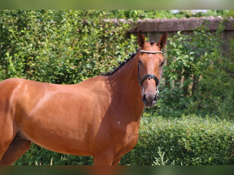 Deutsches Sportpferd Wallach 3 Jahre 170 cm Brauner in Ro&#xDF;dorf