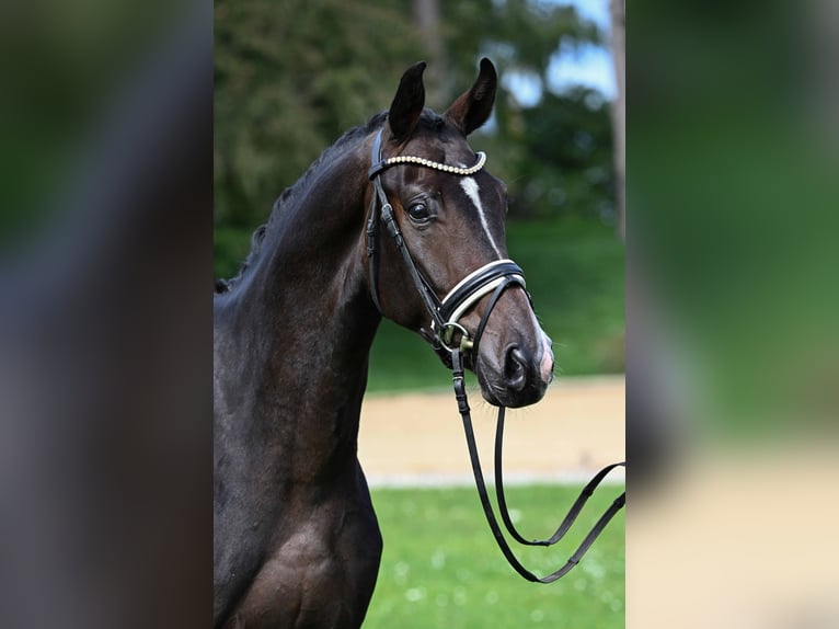 Deutsches Sportpferd Wallach 3 Jahre 170 cm Dunkelbrauner in Gomadingen