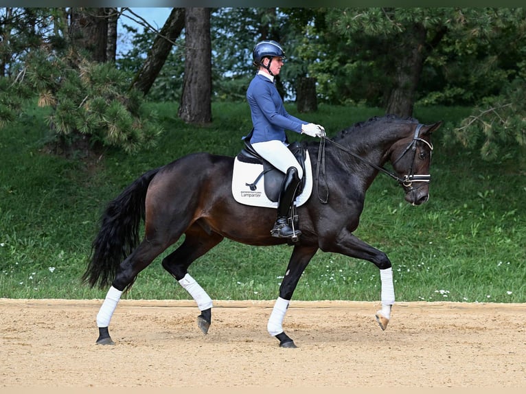 Deutsches Sportpferd Wallach 3 Jahre 170 cm Dunkelbrauner in Gomadingen