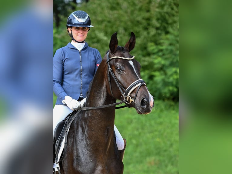 Deutsches Sportpferd Wallach 3 Jahre 170 cm Dunkelbrauner in Gomadingen