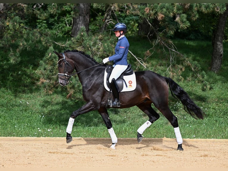 Deutsches Sportpferd Wallach 3 Jahre 170 cm Dunkelbrauner in Gomadingen