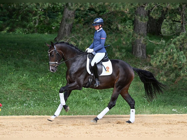 Deutsches Sportpferd Wallach 3 Jahre 170 cm Dunkelbrauner in Gomadingen