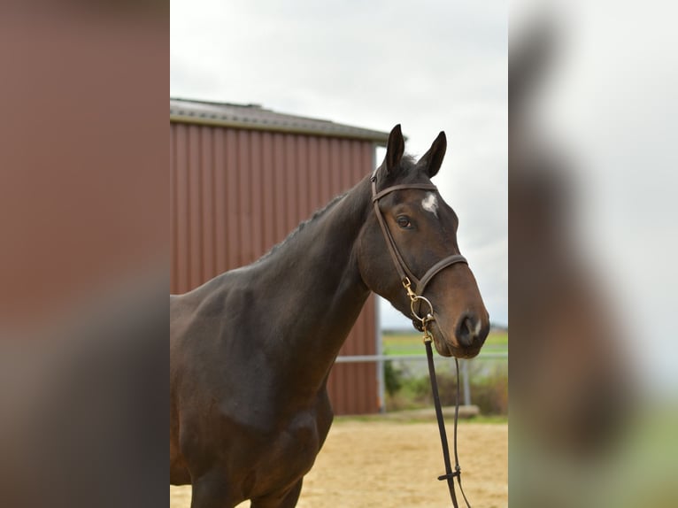 Deutsches Sportpferd Wallach 3 Jahre 170 cm Dunkelbrauner in Geilenkirchen Deutsches Sportpferd Wallach 3 Jahre 170 cm Dunkelbrauner in Geilenkirchen