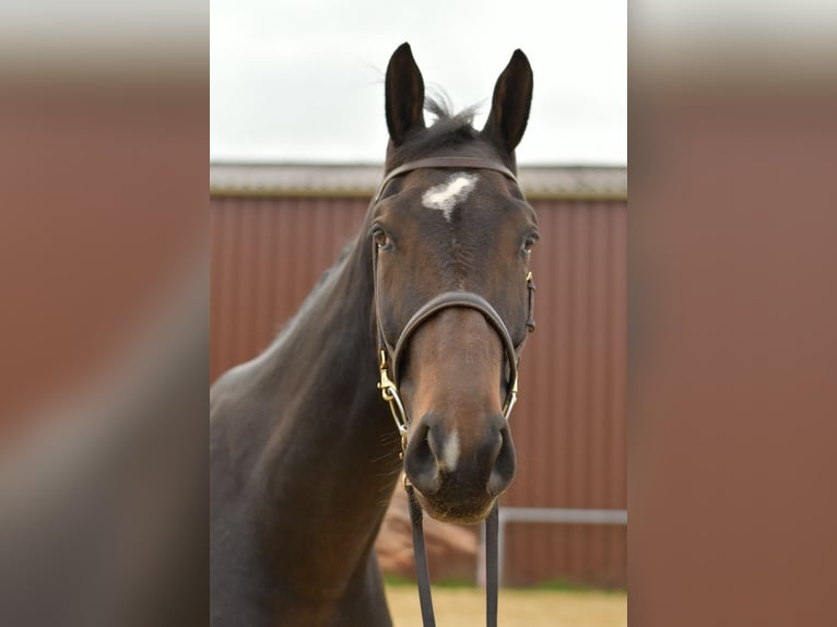 Deutsches Sportpferd Wallach 3 Jahre 170 cm Dunkelbrauner in Geilenkirchen Deutsches Sportpferd Wallach 3 Jahre 170 cm Dunkelbrauner in Geilenkirchen