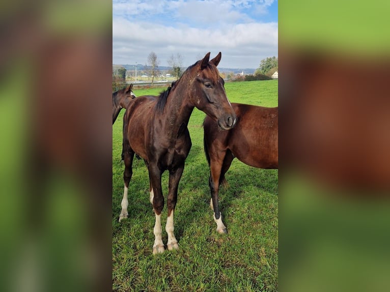 Deutsches Sportpferd Wallach 3 Jahre 170 cm Dunkelfuchs in Baindt