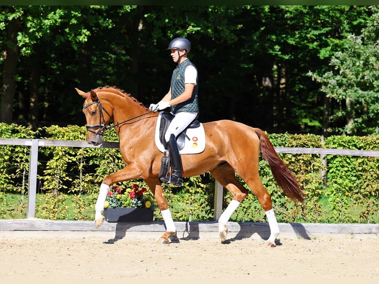 Deutsches Sportpferd Wallach 3 Jahre 170 cm Fuchs in Gomadingen