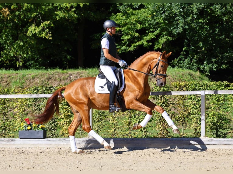 Deutsches Sportpferd Wallach 3 Jahre 170 cm Fuchs in Gomadingen