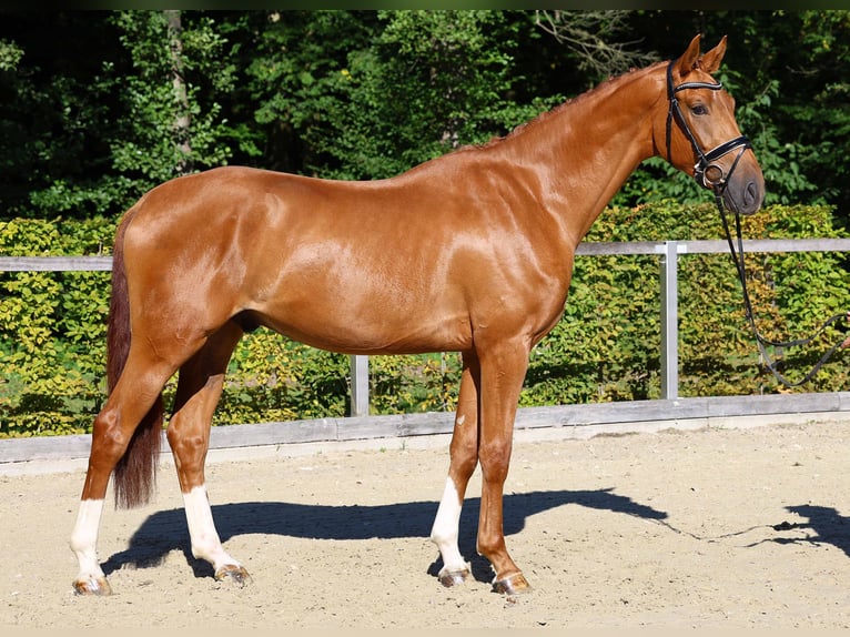 Deutsches Sportpferd Wallach 3 Jahre 170 cm Fuchs in Gomadingen