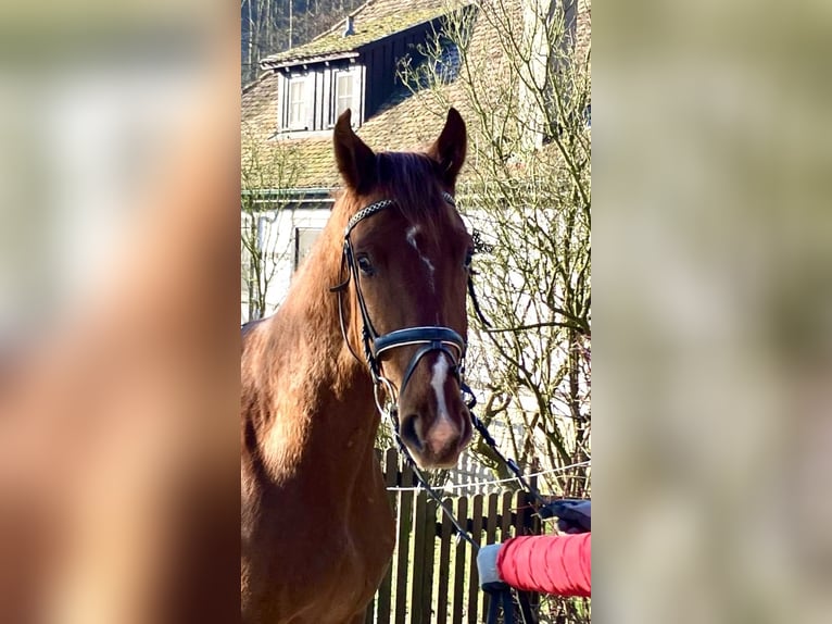 Deutsches Sportpferd Wallach 3 Jahre 170 cm Fuchs in Niederstetten