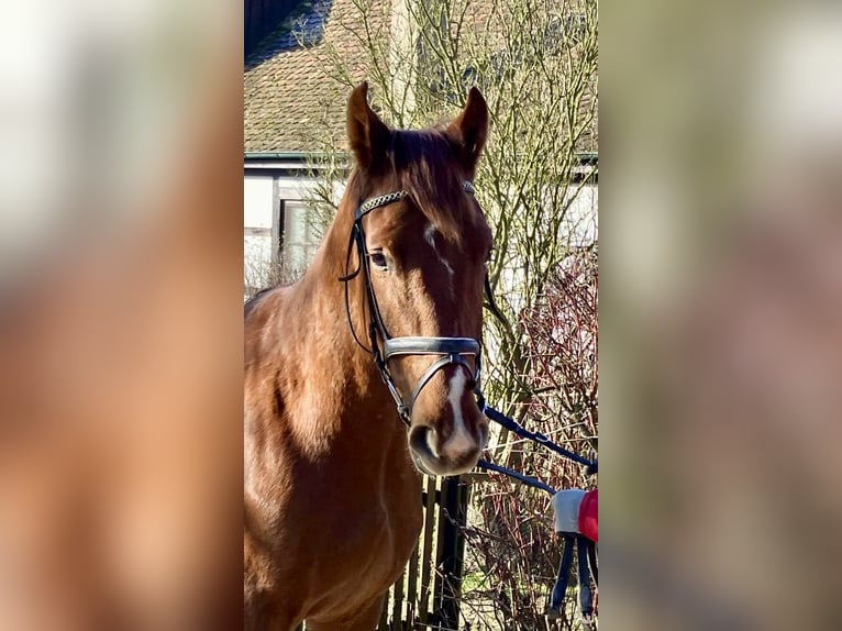 Deutsches Sportpferd Wallach 3 Jahre 170 cm Fuchs in Niederstetten