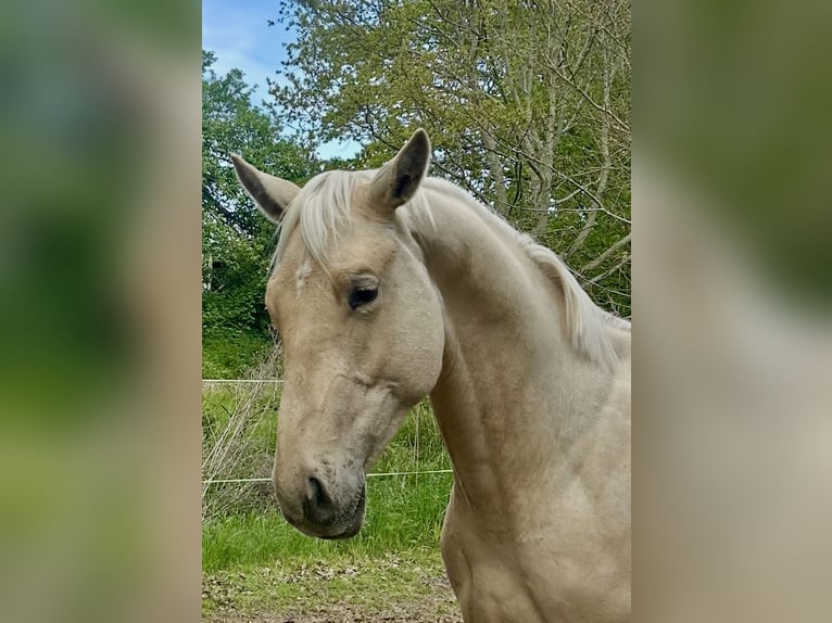Deutsches Sportpferd Wallach 3 Jahre 170 cm Palomino in Bosau