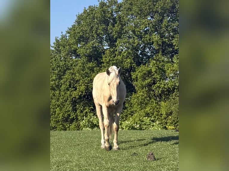 Deutsches Sportpferd Wallach 3 Jahre 170 cm Palomino in Bosau