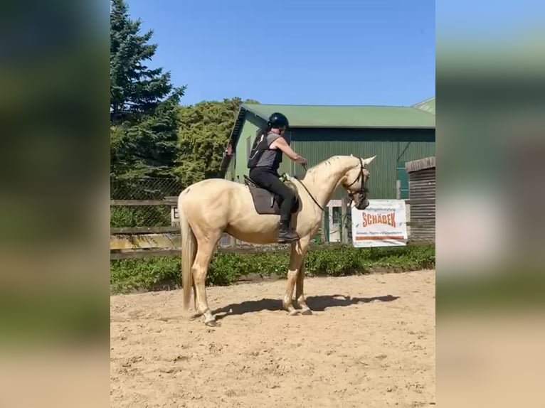 Deutsches Sportpferd Wallach 3 Jahre 170 cm Palomino in Bosau