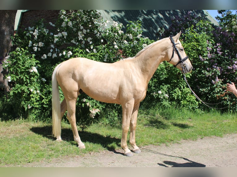 Deutsches Sportpferd Wallach 3 Jahre 170 cm Palomino in Bosau