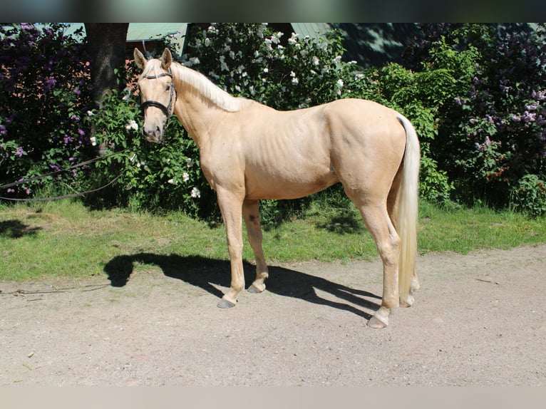 Deutsches Sportpferd Wallach 3 Jahre 170 cm Palomino in Bosau
