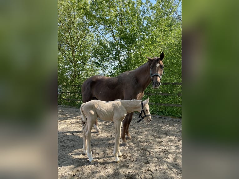 Deutsches Sportpferd Wallach 3 Jahre 170 cm Palomino in Bosau