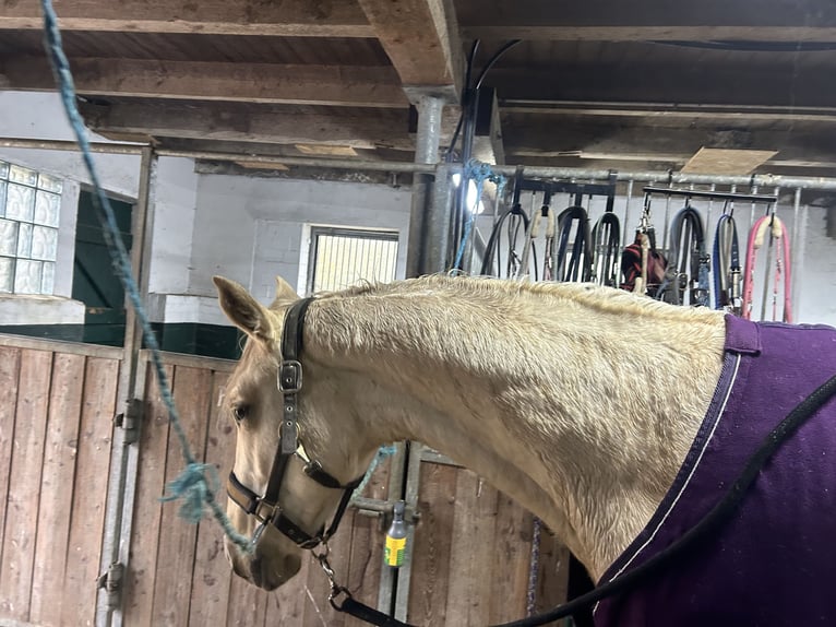 Deutsches Sportpferd Wallach 3 Jahre 170 cm Palomino in Bosau