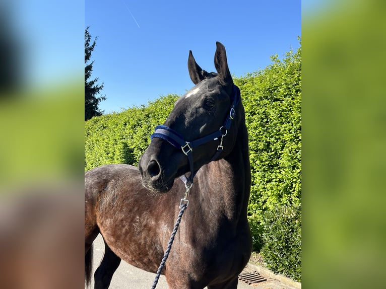 Deutsches Sportpferd Wallach 3 Jahre 170 cm Rappe in Mengen