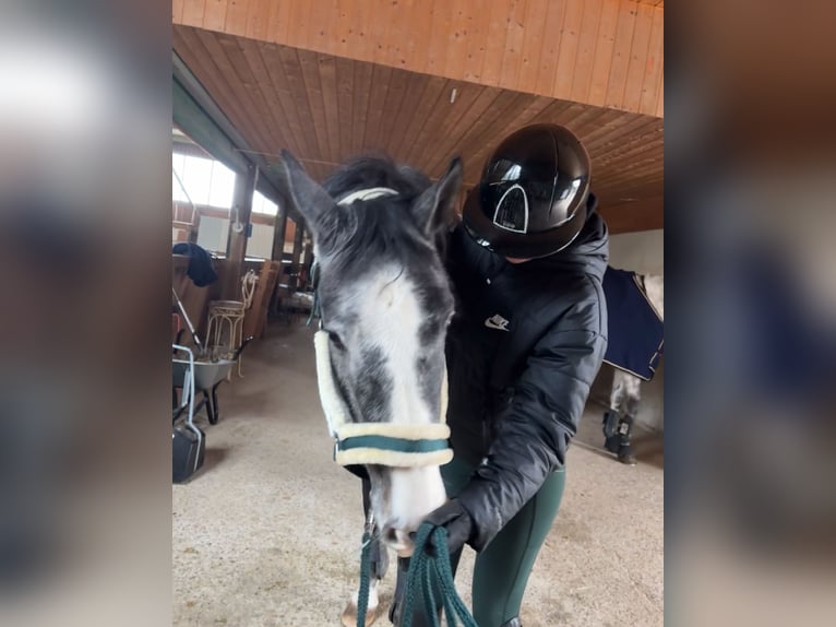 Deutsches Sportpferd Wallach 3 Jahre 170 cm Rappschimmel in Bad Herrenalb