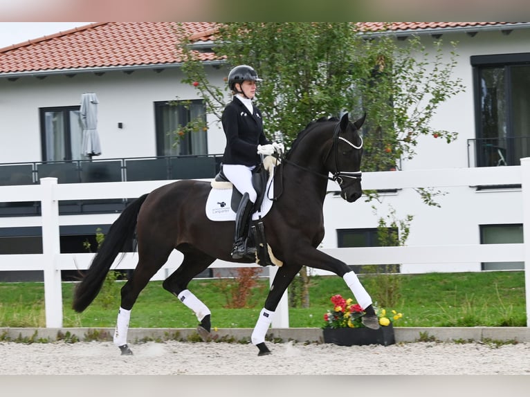 Deutsches Sportpferd Wallach 3 Jahre 170 cm Schwarzbrauner in Gomadingen