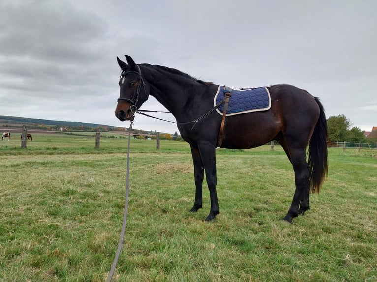 Deutsches Sportpferd Wallach 3 Jahre 170 cm Schwarzbrauner in Artern
