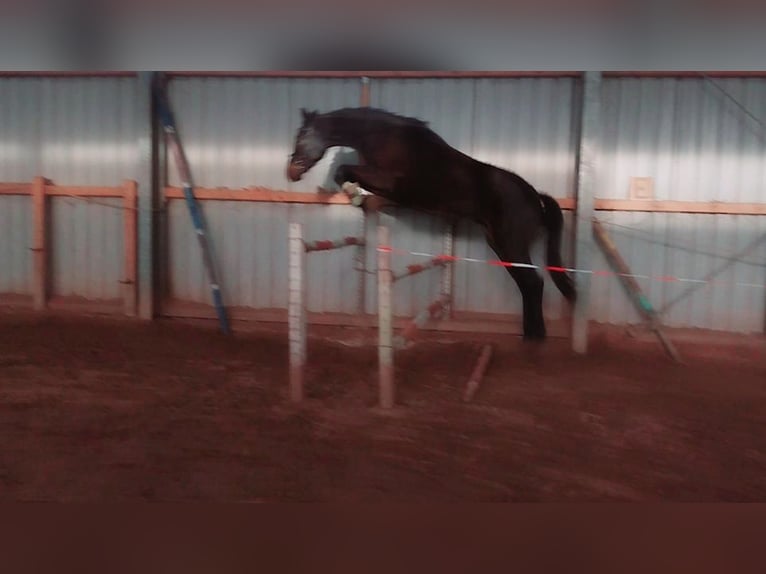 Deutsches Sportpferd Wallach 3 Jahre 170 cm Schwarzbrauner in Artern