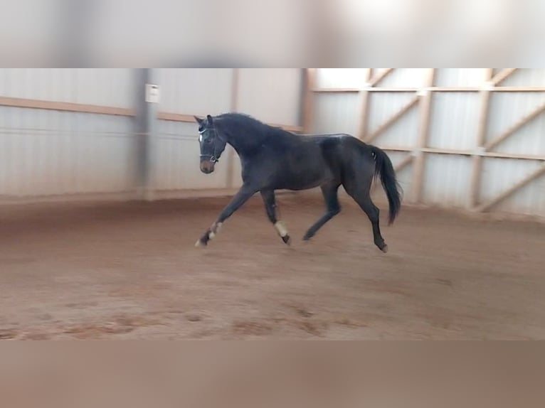 Deutsches Sportpferd Wallach 3 Jahre 170 cm Schwarzbrauner in Artern