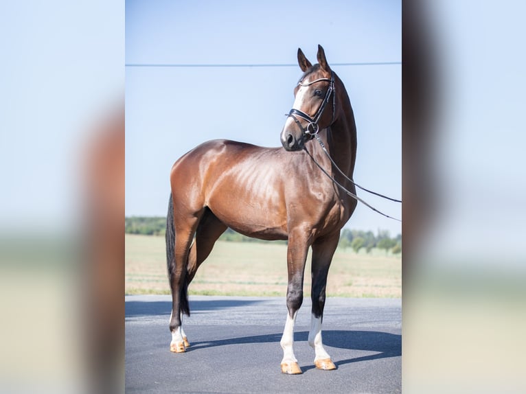 Deutsches Sportpferd Wallach 3 Jahre 171 cm Brauner in Priestewitz