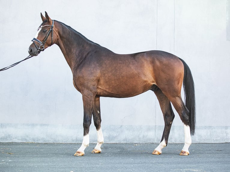 Deutsches Sportpferd Wallach 3 Jahre 171 cm Brauner in Priestewitz