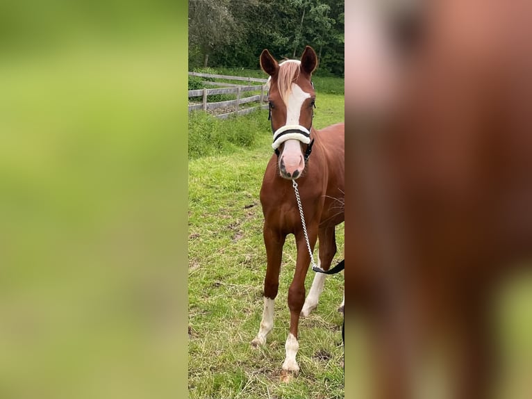 Deutsches Sportpferd Wallach 3 Jahre 171 cm Fuchs in Bad Griesbach I.rottal