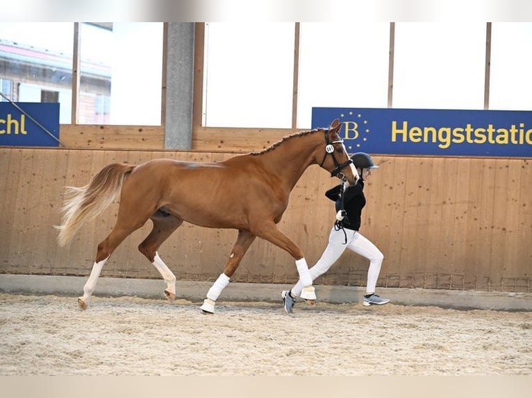 Deutsches Sportpferd Wallach 3 Jahre 171 cm Fuchs in Bad Griesbach I.rottal