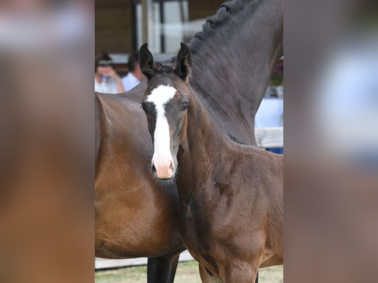 Deutsches Sportpferd Wallach 3 Jahre 172 cm Brauner in Traismauer