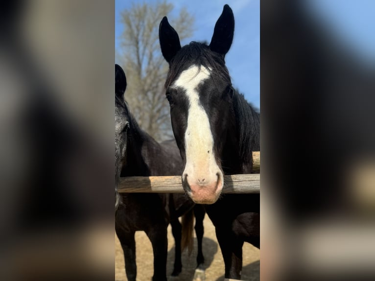 Deutsches Sportpferd Wallach 3 Jahre 172 cm Brauner in Traismauer