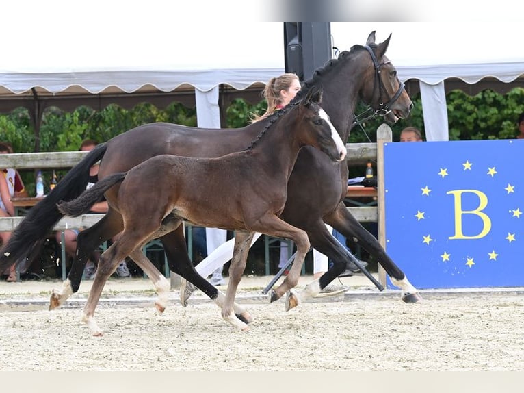 Deutsches Sportpferd Wallach 3 Jahre 172 cm Brauner in Traismauer