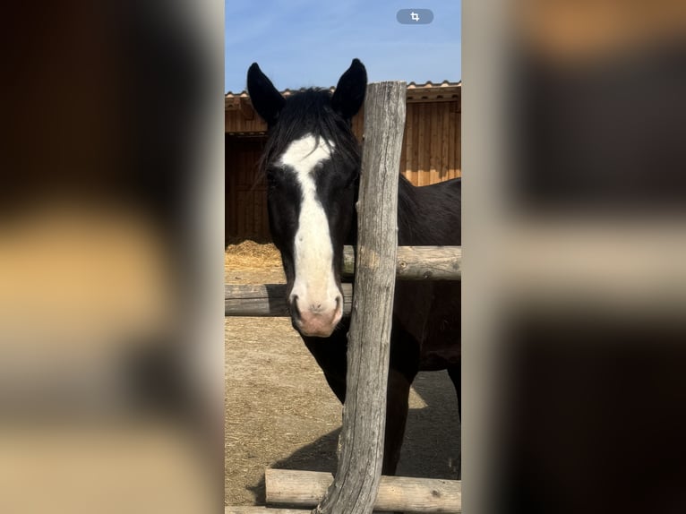 Deutsches Sportpferd Wallach 3 Jahre 172 cm Brauner in Traismauer