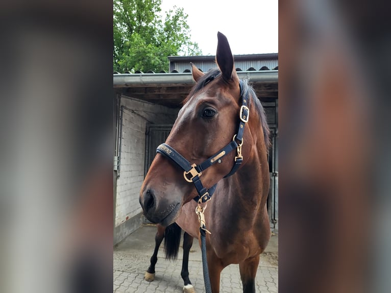 Deutsches Sportpferd Wallach 3 Jahre 172 cm Dunkelbrauner in Essen