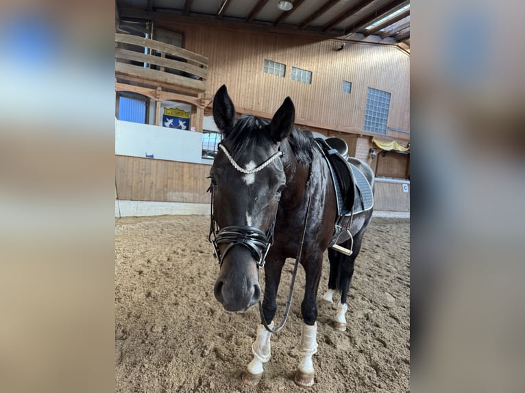 Deutsches Sportpferd Wallach 3 Jahre 172 cm Rappe in T&#xFC;bingen