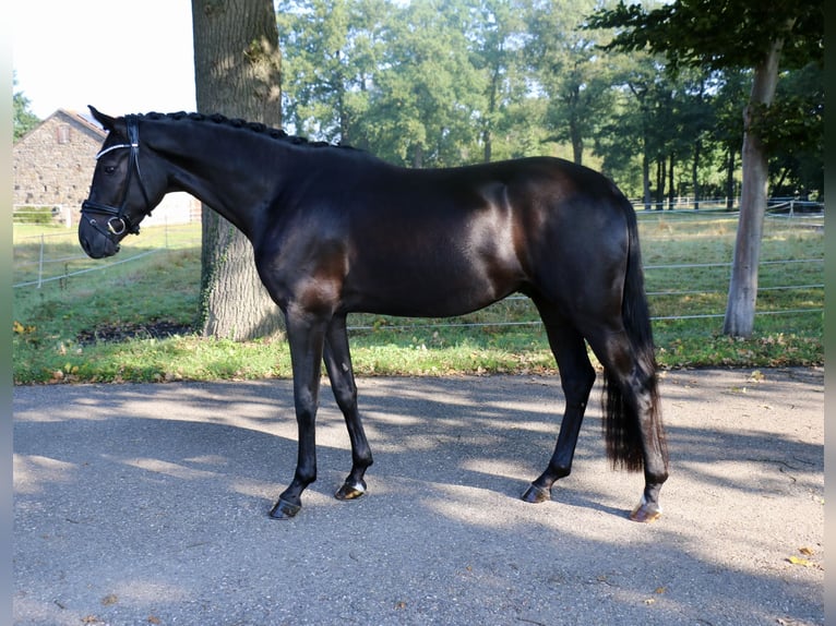 Deutsches Sportpferd Wallach 3 Jahre 172 cm Rappe in Recke, bei Osnabr&#xFC;ck