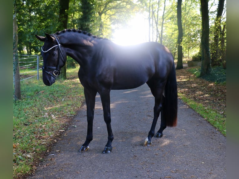 Deutsches Sportpferd Wallach 3 Jahre 172 cm Rappe in Recke, bei Osnabr&#xFC;ck