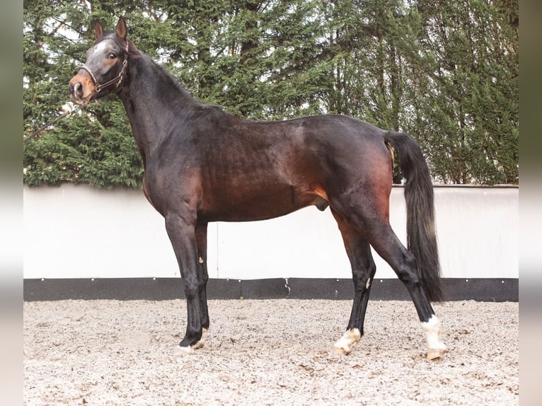 Deutsches Sportpferd Wallach 3 Jahre 173 cm Brauner in Priestewitz