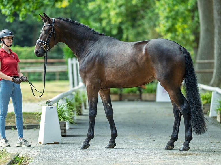 Deutsches Sportpferd Wallach 3 Jahre 173 cm Dunkelbrauner in M&#xFC;nster-Handorf