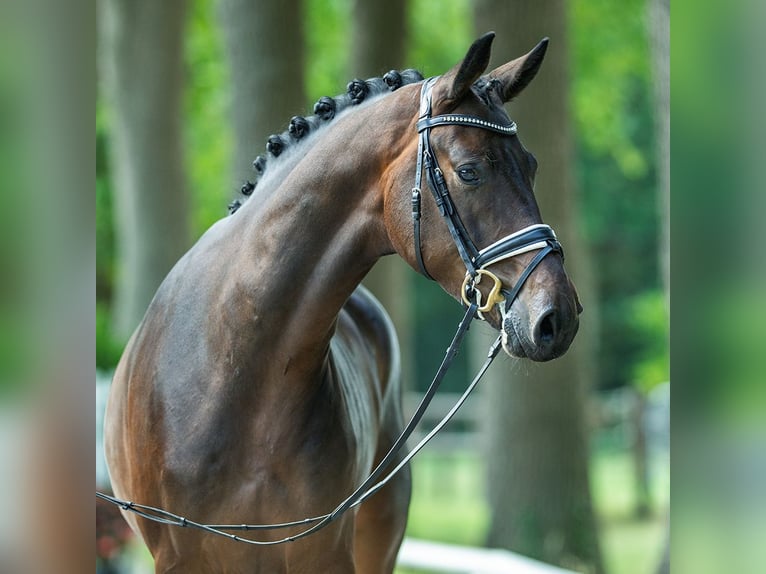 Deutsches Sportpferd Wallach 3 Jahre 173 cm Dunkelbrauner in M&#xFC;nster-Handorf