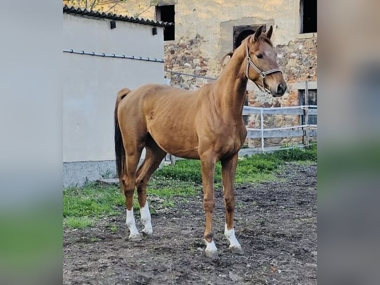 Deutsches Sportpferd Wallach 3 Jahre 173 cm Dunkelfuchs in Klipphausen