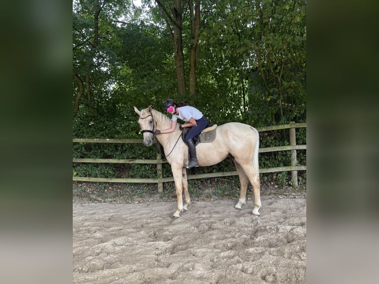 Deutsches Sportpferd Wallach 3 Jahre 173 cm Palomino in Bosau