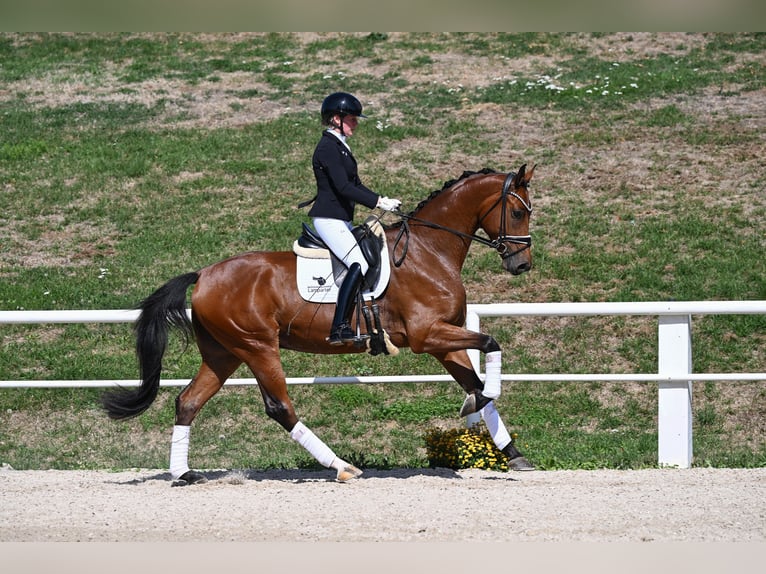 Deutsches Sportpferd Wallach 3 Jahre 174 cm Brauner in Gomadingen